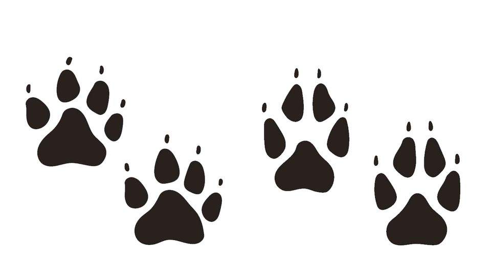Hundespuren und Wolfsspuren