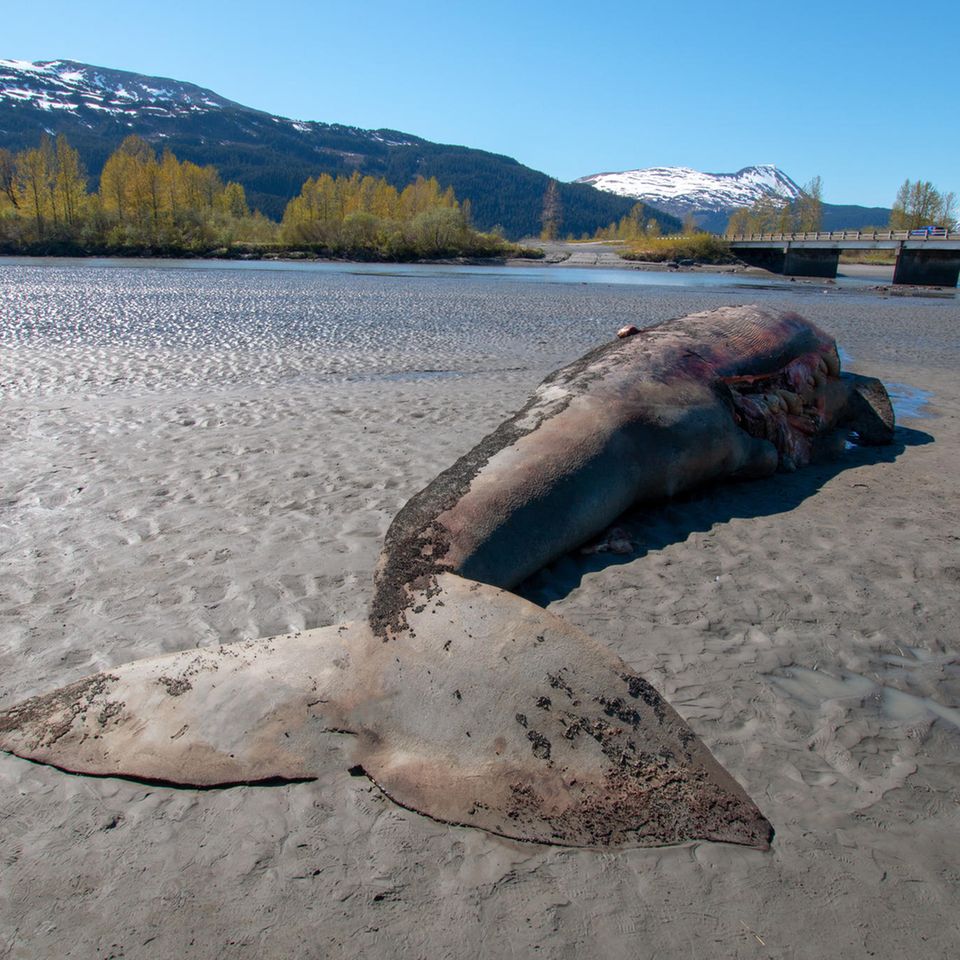 Studie: Veränderungen im arktischen Eis kosteten in den vergangenen Jahren unzählige Grauwale das Leben. Hier wurde ein totes Tier nahe der Stadt Anchorage in Alaska angeschwemmt Veränderungen im arktischen Eis kosteten in den vergangenen Jahren unzählige Grauwale das Leben. Hier wurde ein totes Tier nahe der Stadt Anchorage in Alaska angeschwemmt