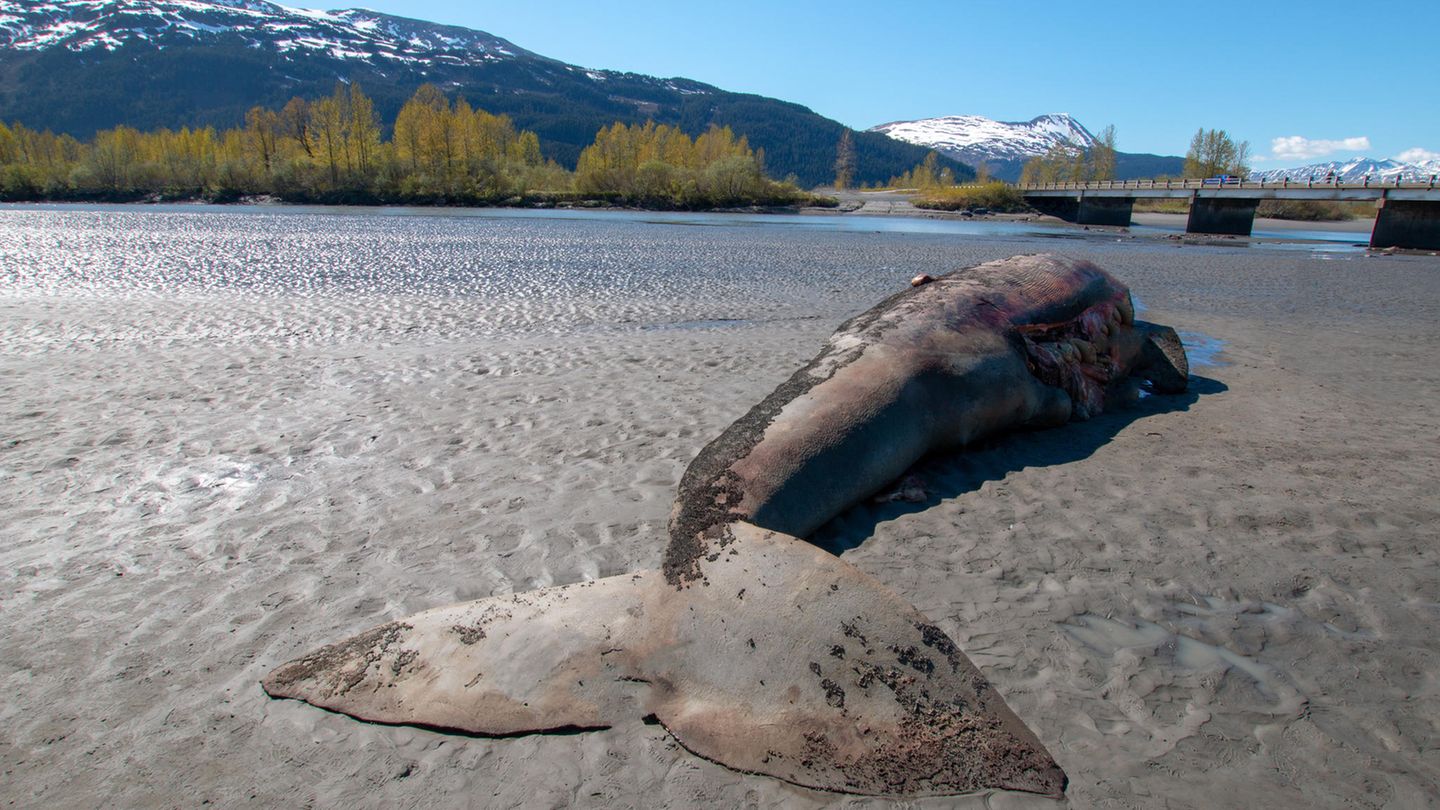 Veränderungen im arktischen Eis kosteten in den vergangenen Jahren unzählige Grauwale das Leben. Hier wurde ein totes Tier nahe der Stadt Anchorage in Alaska angeschwemmt