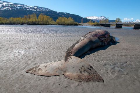 Veränderungen im arktischen Eis kosteten in den vergangenen Jahren unzählige Grauwale das Leben. Hier wurde ein totes Tier nahe der Stadt Anchorage in Alaska angeschwemmt