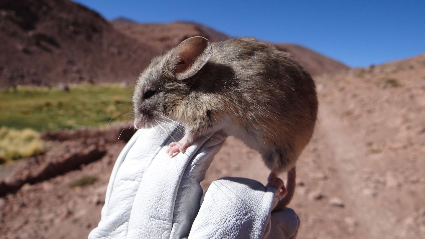Die Artgenossen dieser Blattohrmaus gelangten offenbar nicht zufällig auf die lebensfeindlichen Gipfel der Andenvulkane, auf denen nun ihre mumifizierten Überreste gefunden wurden. Warum es die Mäuse dorthin zog, ist für Forschende allerdings ein Rätsel
