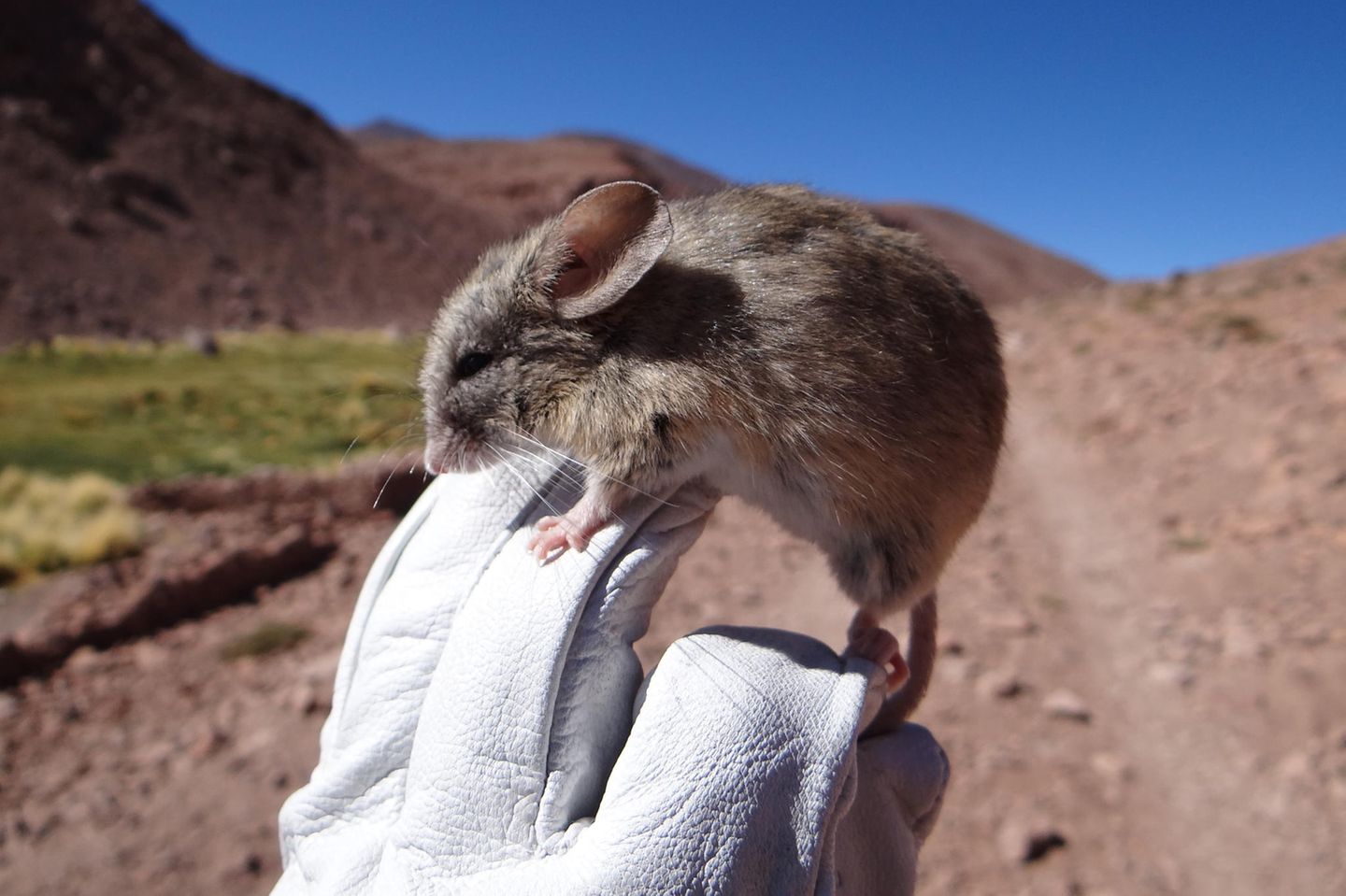 Höhenrekord für Säugetiere: Mäuse lebten auf über 6000 Metern - [GEO]
