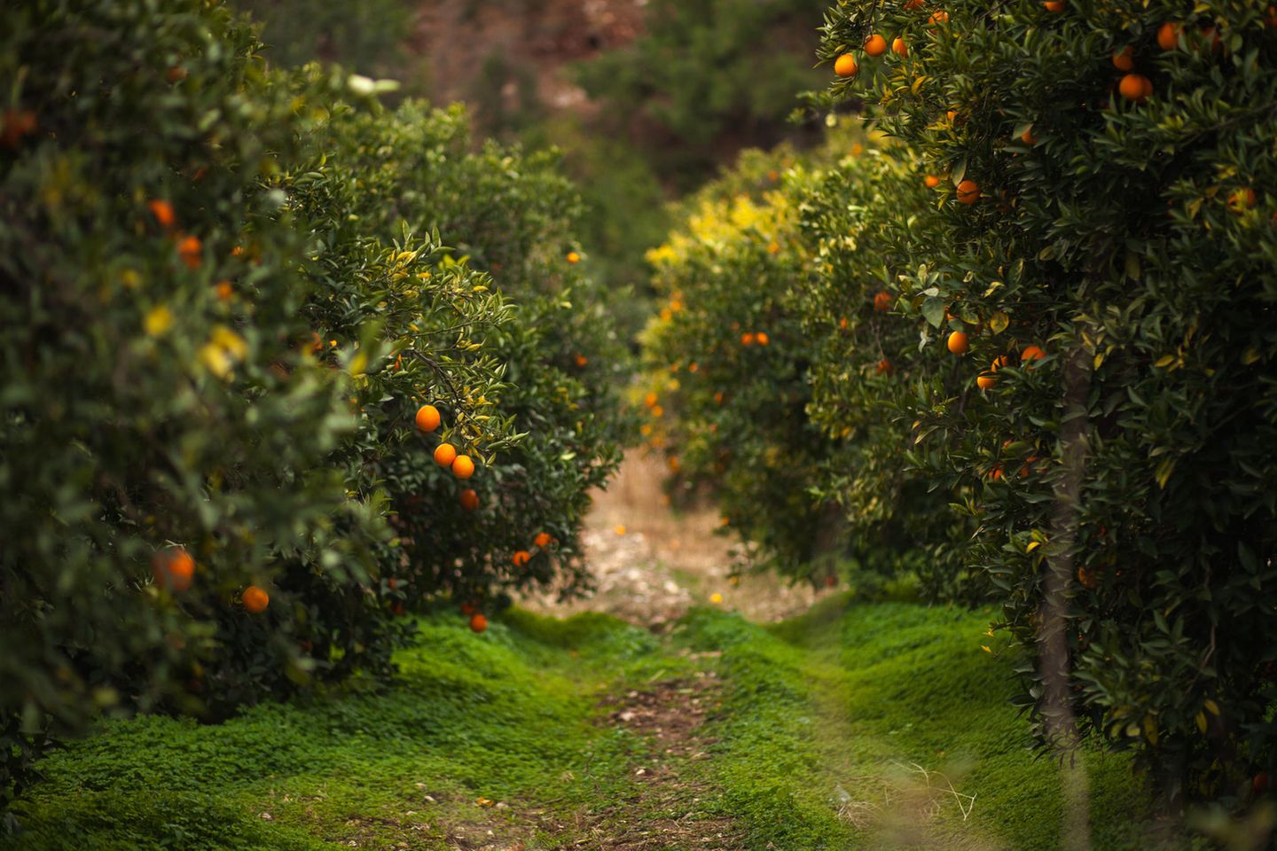 Finike – Orangengarten der Türkei