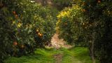 Finike – Orangengarten der Türkei