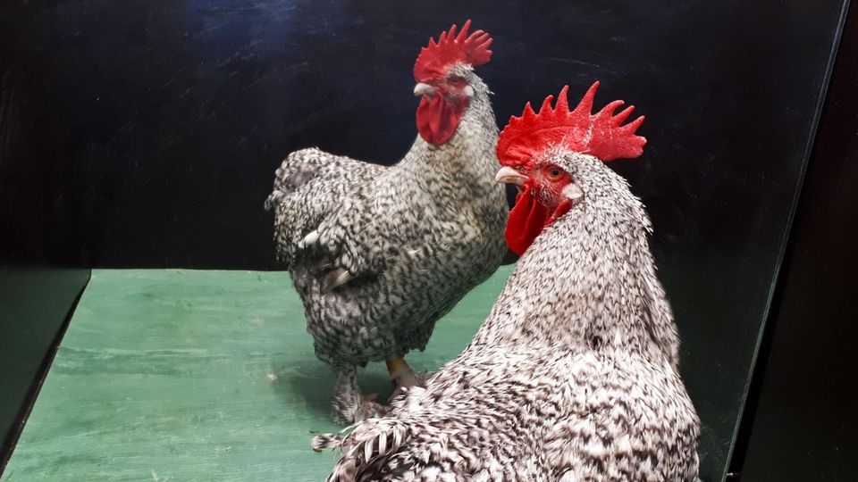 Intelligenz: Die Studie legt nahe, dass Hähne erkennen können: "Das im Spiegel, das bin ich!" Die Studie legt nahe, dass Hähne erkennen können: "Das im Spiegel, das bin ich!"