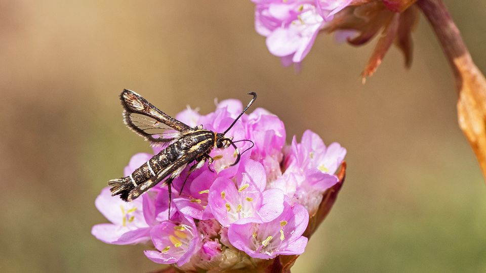 Der Grasnelken-Glasflügler ist dringend auf das Vorkommen der Grasnelke angewiesen, um überleben zu können