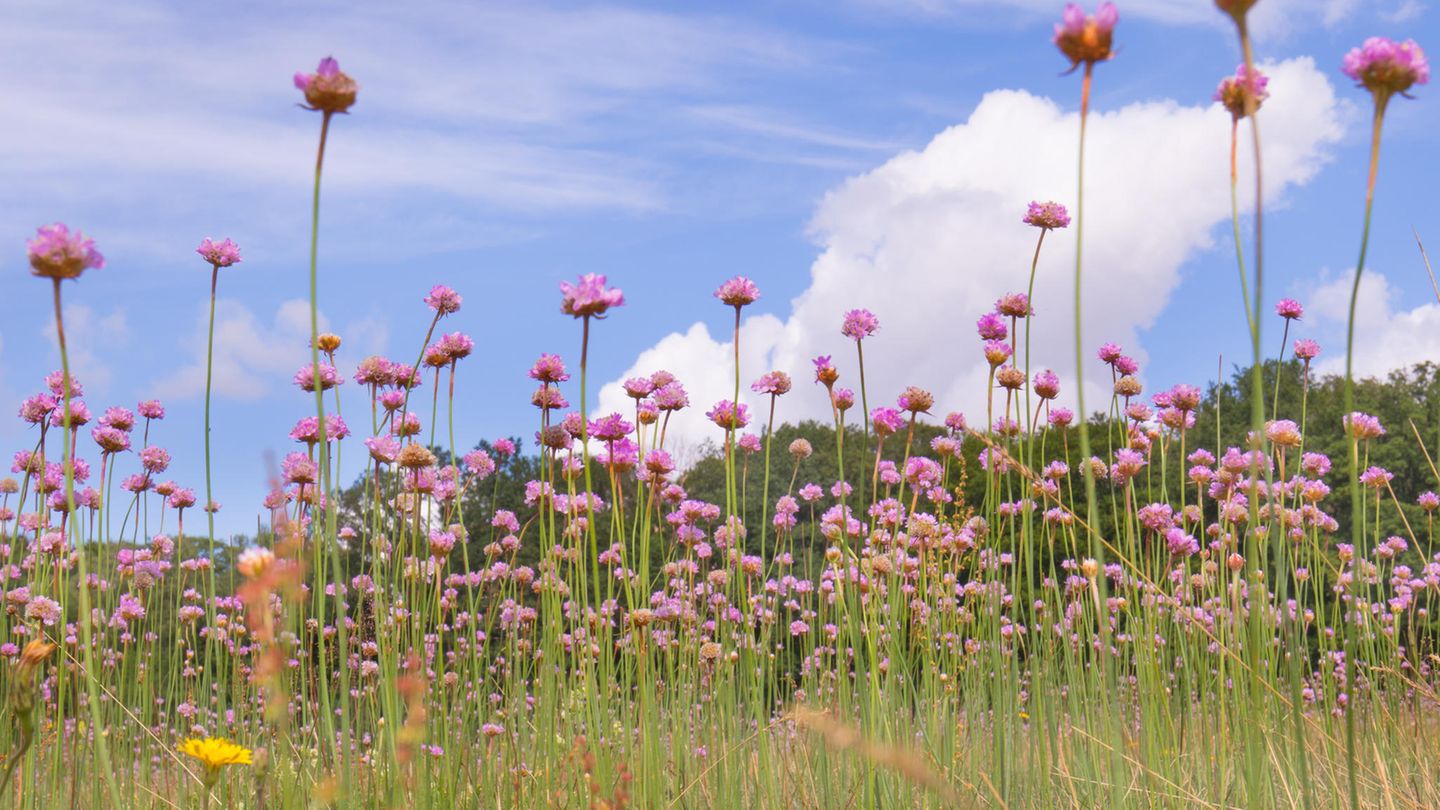 Die Grasnelke wächst entlang der Küsten auf Salzwiesen, in Dünentälern und auf Magerrasen des Binnenlands