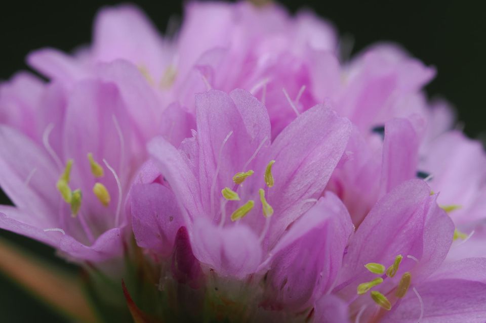 Der zwei Zentimeter breite, kugelförmige Blütenstand der Grasnelke umfasst mehrere dicht gedrängte, fünfzählige rosa- bis purpurfarbene Blüten