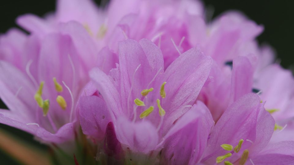 Der zwei Zentimeter breite, kugelförmige Blütenstand der Grasnelke umfasst mehrere dicht gedrängte, fünfzählige rosa- bis purpurfarbene Blüten