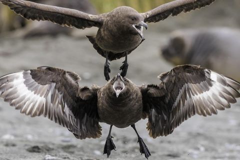 Southern skua, Hakoakoa (Catharacta antarctica, Stercorarius antarcticus), to competiting Antarctic skuas, Suedgeorgien