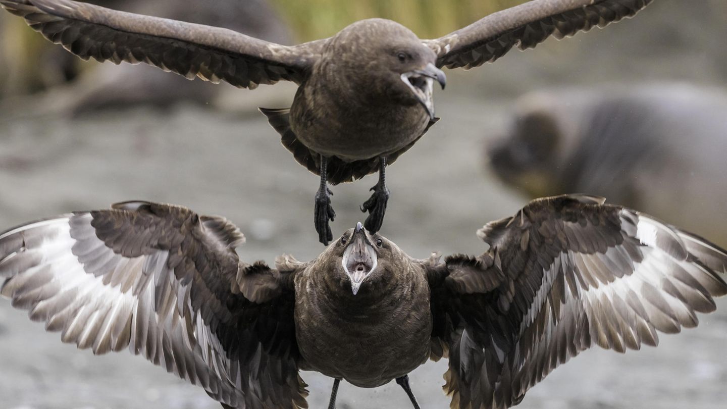 Southern skua, Hakoakoa (Catharacta antarctica, Stercorarius antarcticus), to competiting Antarctic skuas, Suedgeorgien