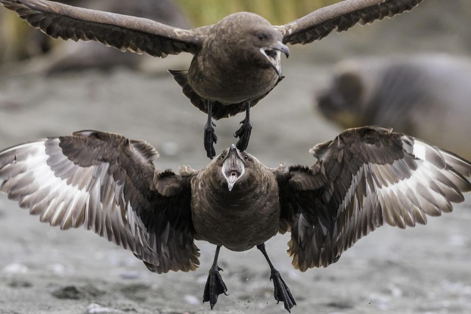 Southern skua, Hakoakoa (Catharacta antarctica, Stercorarius antarcticus), to competiting Antarctic skuas, Suedgeorgien  1.5004