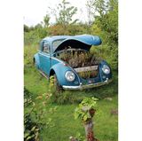Man sieht einen alten VW-Käfer, die Kühlerhaube ist aufgeklappt, dort wachsen Pflanzen.