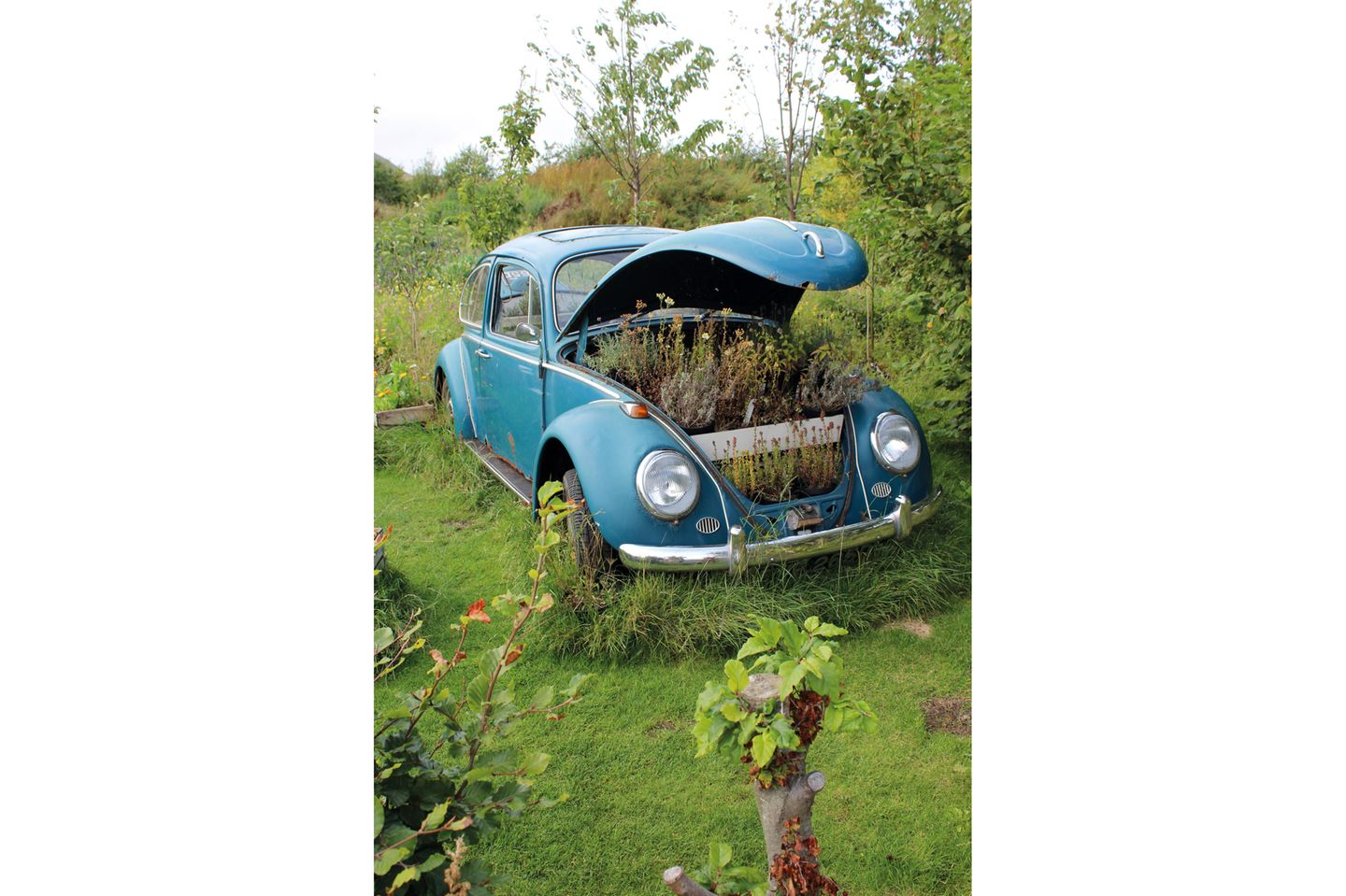 Inklusive Gin-Destillerie: der geheime Kräutergarten Man sieht einen alten VW-Käfer, die Kühlerhaube ist aufgeklappt, dort wachsen Pflanzen.