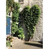 Der in Herzform geschnittene Efeu ragt fast bis in den ersten Stock.