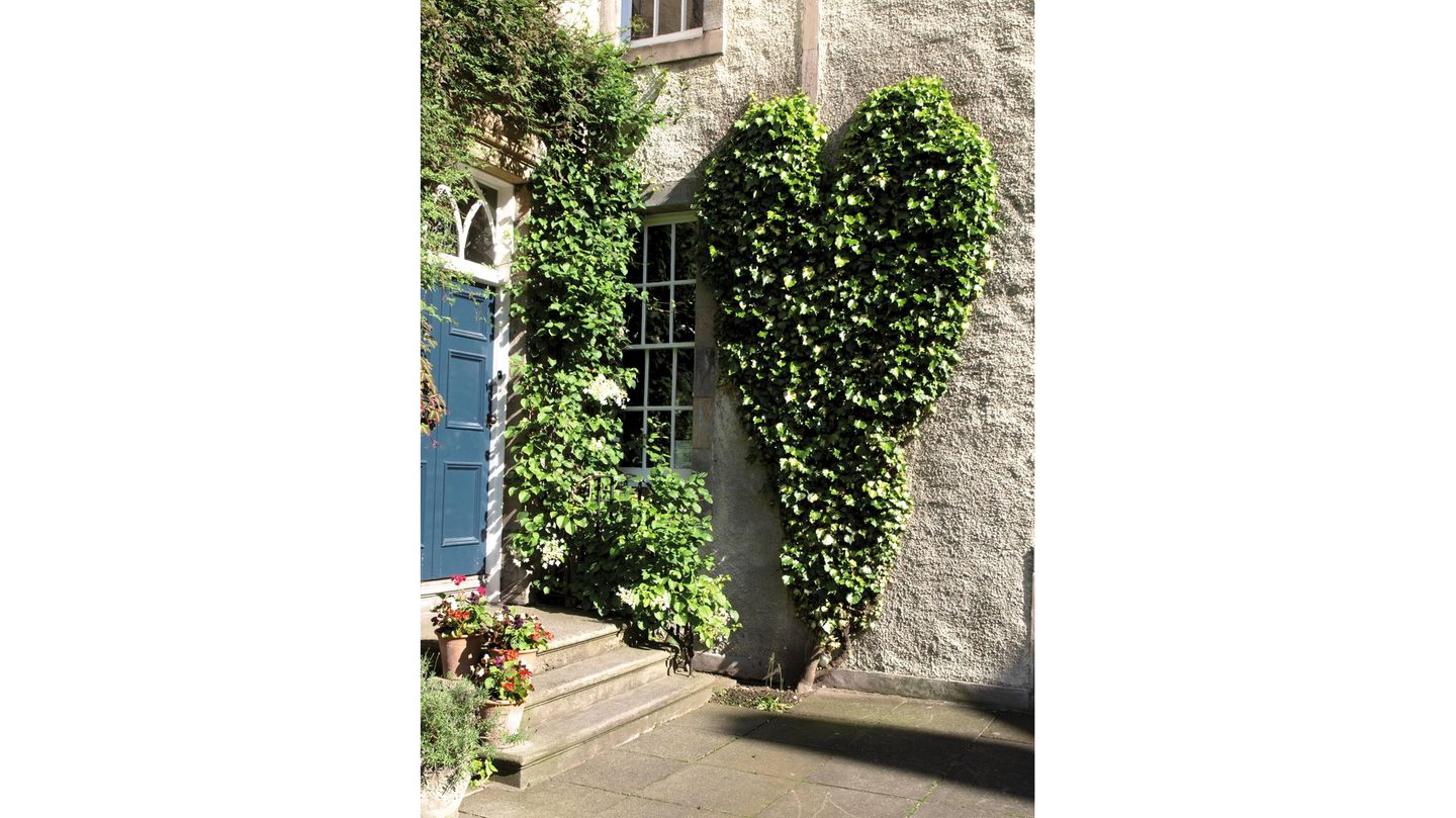 Evergreen: das Herz im Chessels Court Der in Herzform geschnittene Efeu ragt fast bis in den ersten Stock.