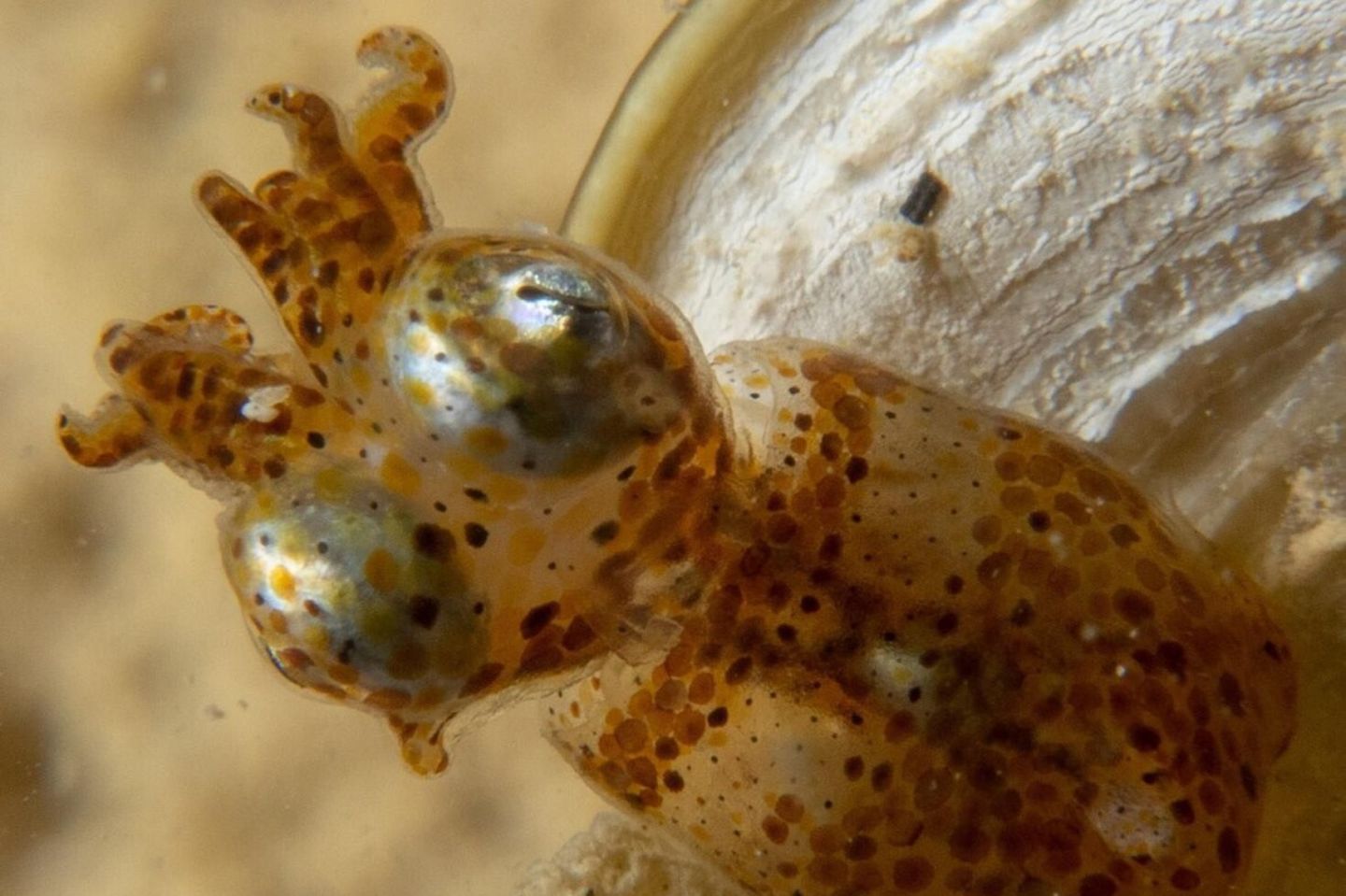 Wer übt sich hier in Kampfkunst? Neu entdeckter Tintenfisch Kodama jujutsu