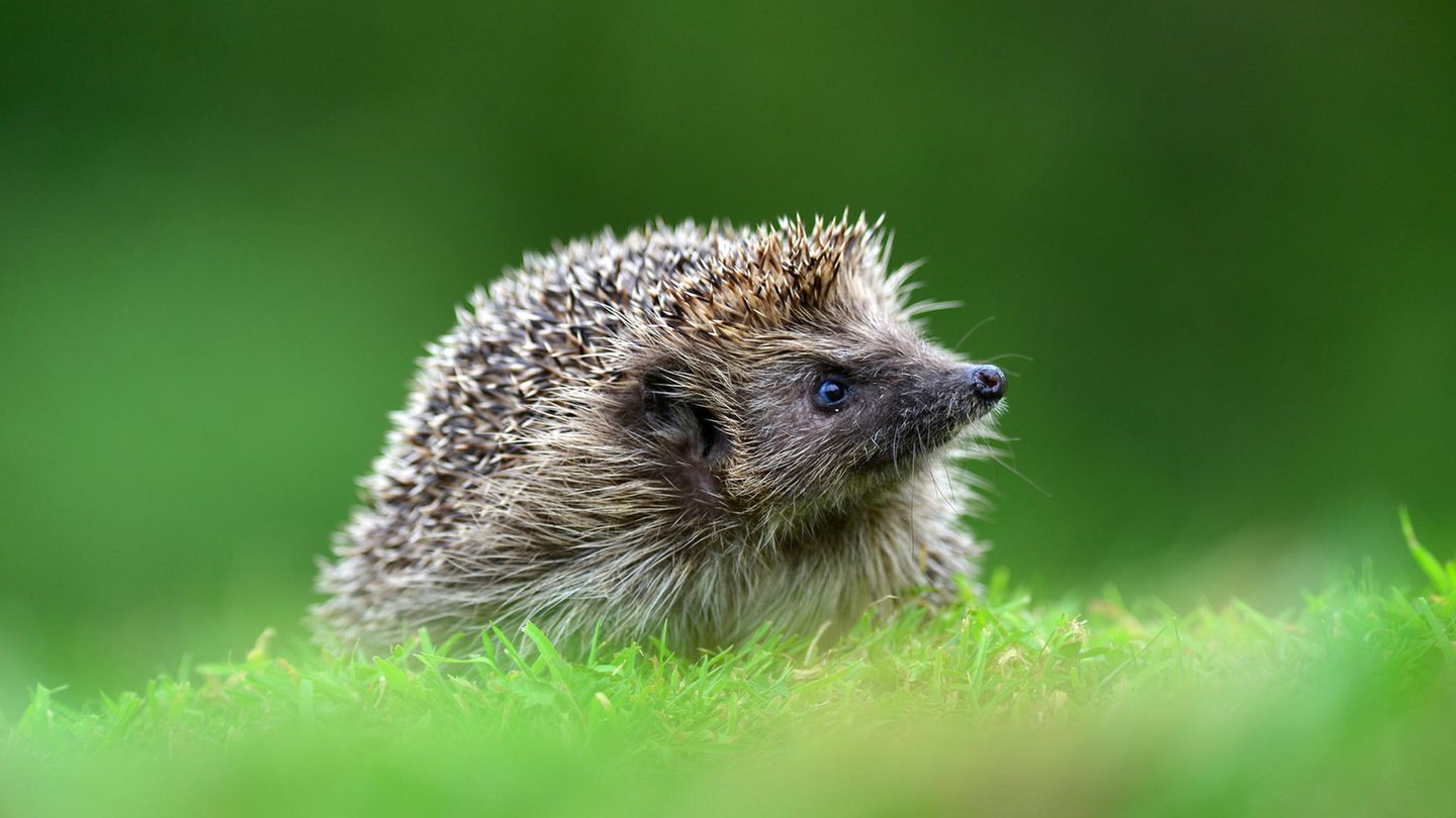 Ein Igel auf einer Wiese