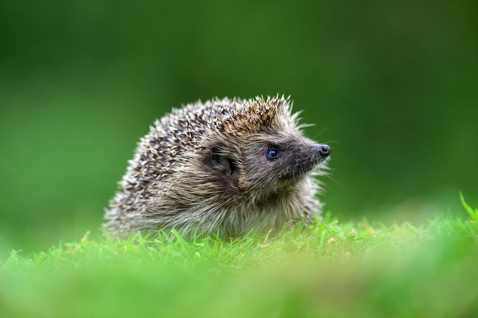 Ein Igel auf einer Wiese