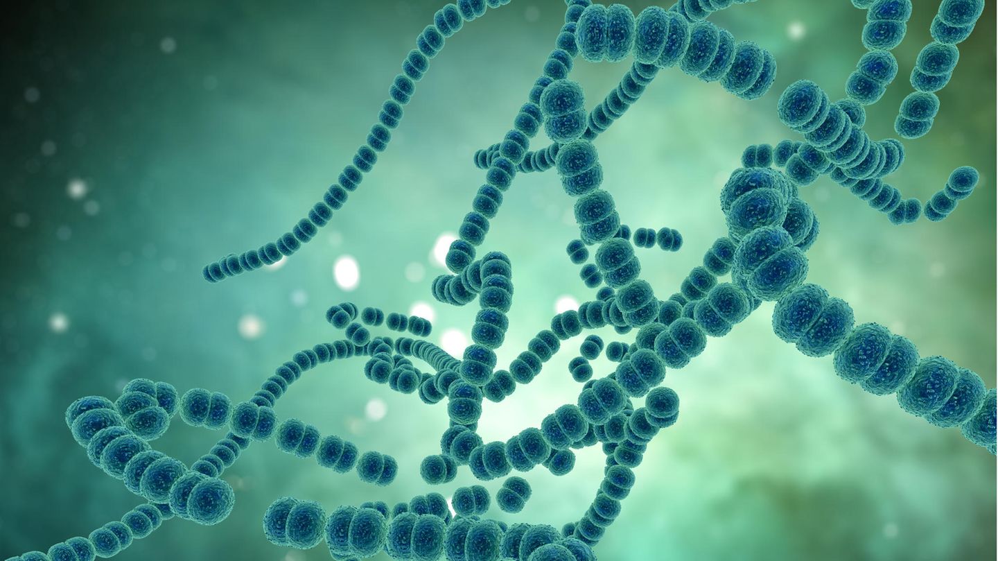 Illustration eines Bakteriums der A-Streptokokken, bei Infektion durch fleischfressende Bakterien