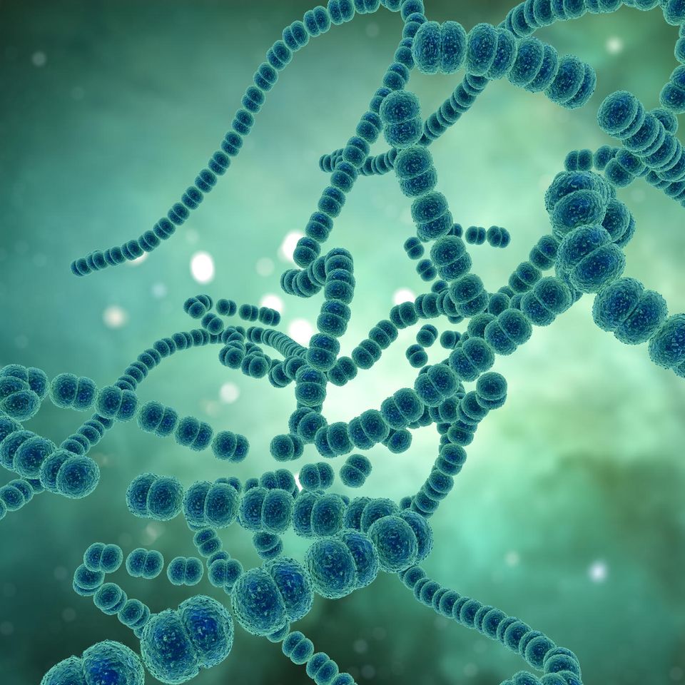 Illustration eines Bakteriums der A-Streptokokken, bei Infektion durch fleischfressende Bakterien