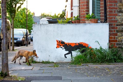 Fuchs auf einem Bürgersteig