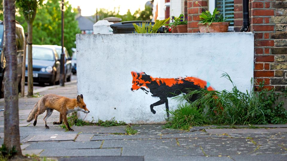 Fuchs auf einem Bürgersteig