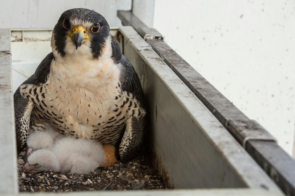 Wanderfalke, der an einer Hausfassade brütet