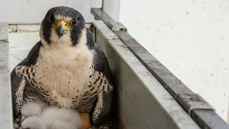 Wanderfalke, der an einer Hausfassade brütet