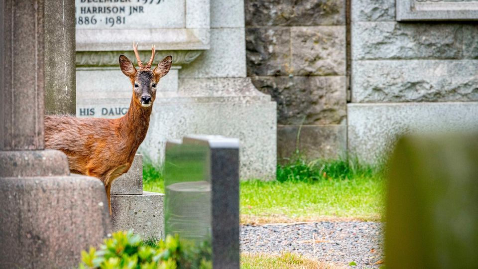 Reh auf einem Friedhof