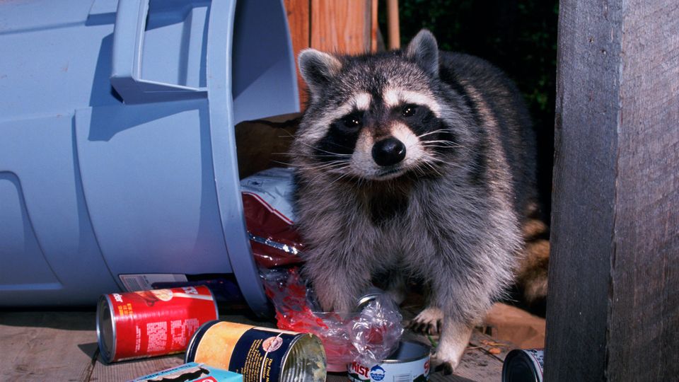 Waschbär kramt in Abfalltonne