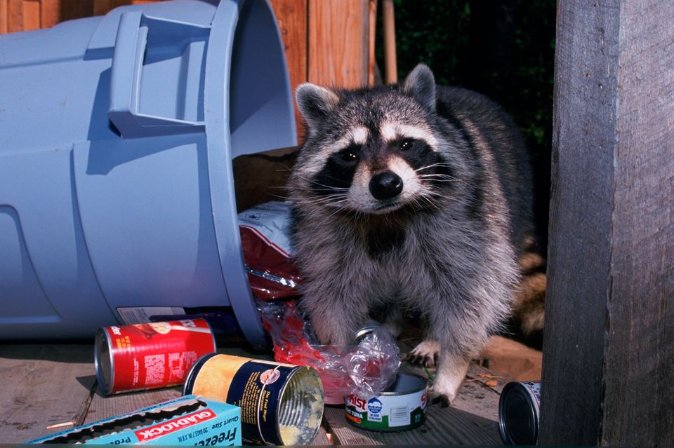 Waschbär kramt in Abfalltonne