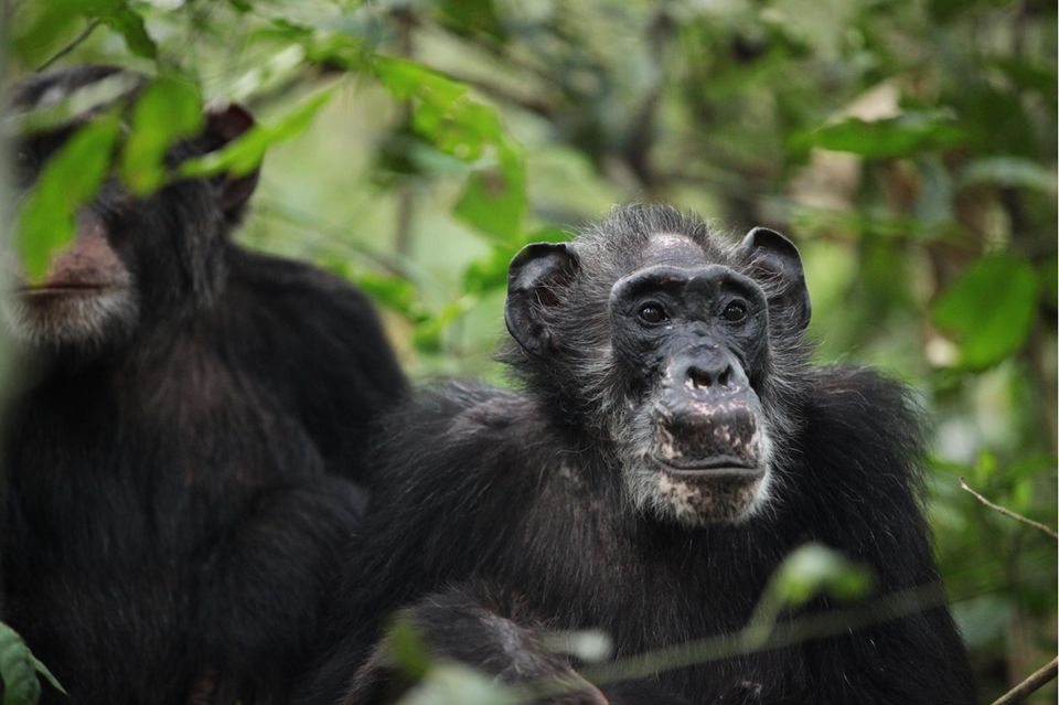 Schimpansin Ma Rainey ist bereits in den Wechseljahren, lebt aber mit ihrem ausgewachsenen Sohn Wes noch immer in einer Gemeinschaft von Schimpansen im Kibale Nationalpark in Uganda 