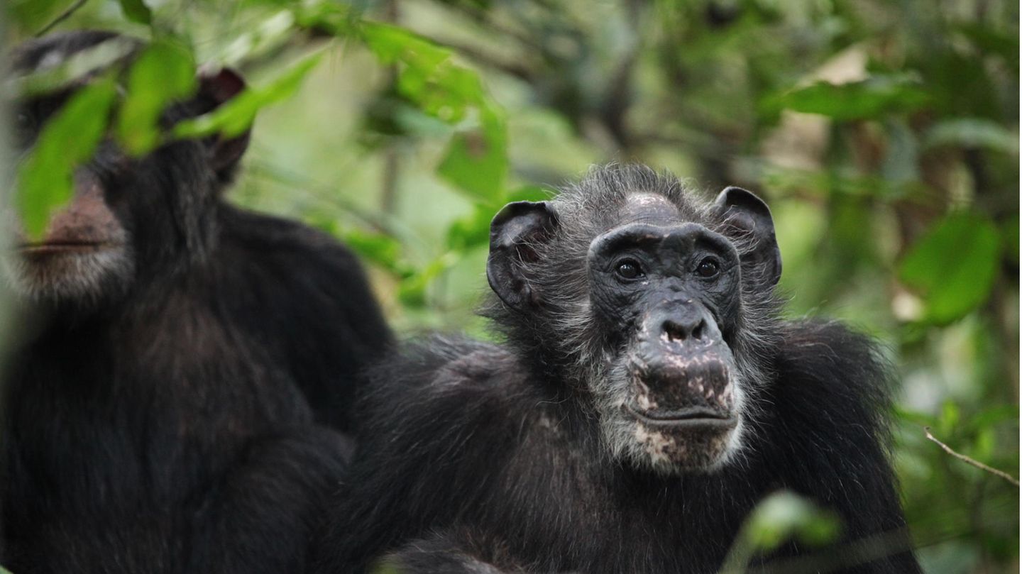 Schimpansin Ma Rainey ist bereits in den Wechseljahren, lebt aber mit ihrem ausgewachsenen Sohn Wes noch immer in einer Gemeinschaft von Schimpansen im Kibale Nationalpark in Uganda 