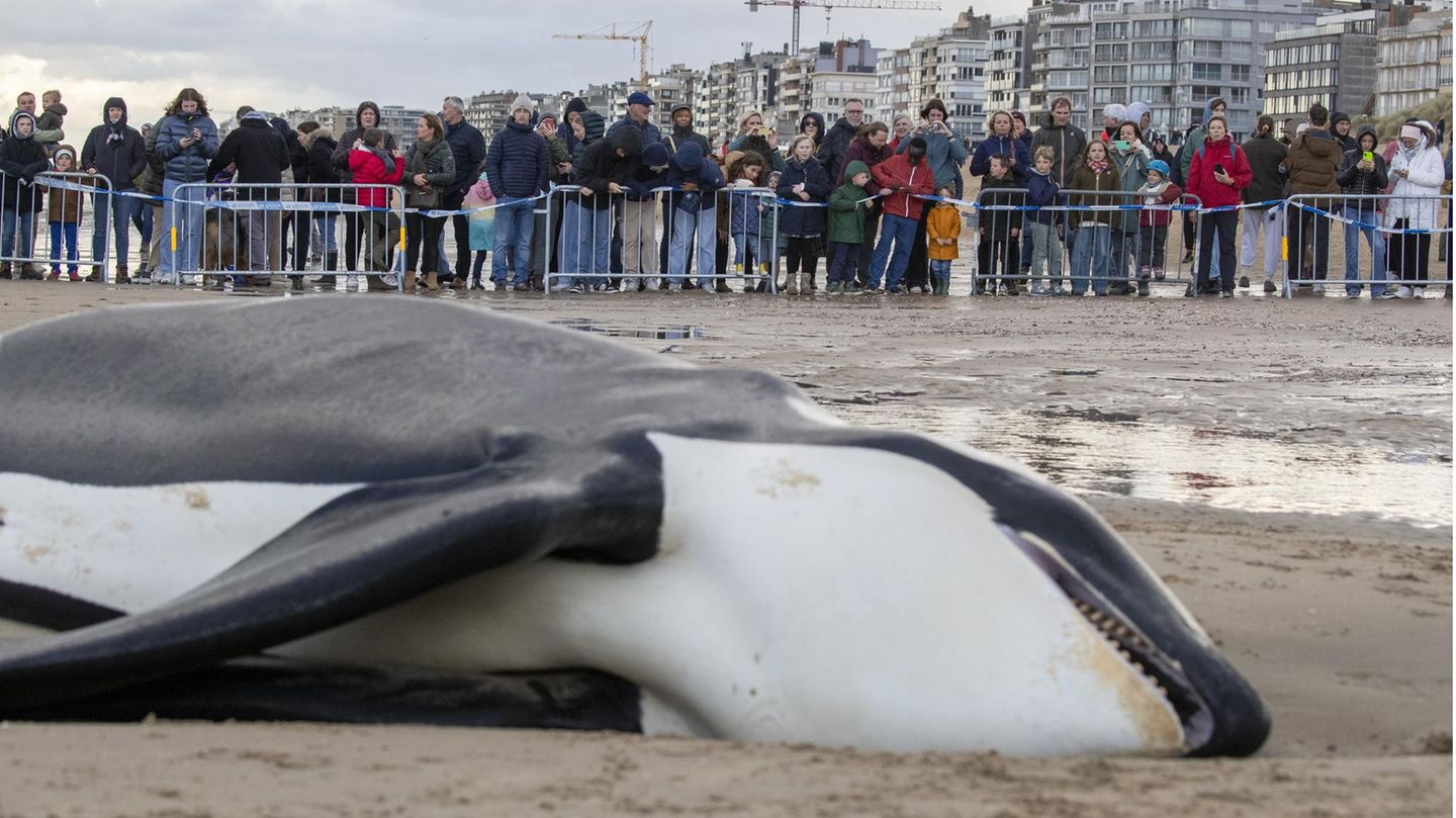 Warum der Orca strandete und schließlich starb, soll eine Obduktion klären. Klar ist aber: Das Tier war ungewöhnlich mager