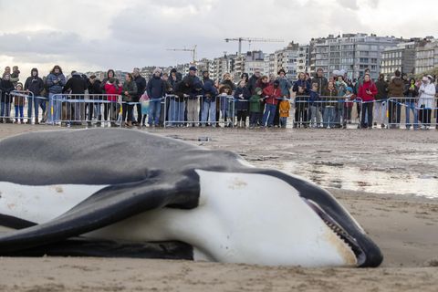 Warum der Orca strandete und schließlich starb, soll eine Obduktion klären. Klar ist aber: Das Tier war ungewöhnlich mager