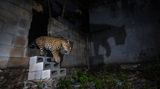 Am Rand des Dschungels in Mexiko tappte dieser Jaguar in die Fotofalle des Fotografen Fernando Constantino Martínez Belmar. Wilderei, Abholzung und die Zerstückelung des Lebensraums haben zu einer Zunahme der Interaktionen mit dem Menschen geführt, berichtet er. Meistens gehe das für diese Katzen nicht gut aus