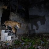 Am Rand des Dschungels in Mexiko tappte dieser Jaguar in die Fotofalle des Fotografen Fernando Constantino Martínez Belmar. Wilderei, Abholzung und die Zerstückelung des Lebensraums haben zu einer Zunahme der Interaktionen mit dem Menschen geführt, berichtet er. Meistens gehe das für diese Katzen nicht gut aus