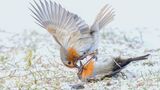 Schottland, Vereinigtes Königreich: Rotkehlchen (Erithacus rubecula) werden im Frühjahr zu erbitterten Rivalen, wenn es um Territorien und Weibchen geht. Die Fotografin Jane Hope hielt einen Zweikampf im Schnee fest