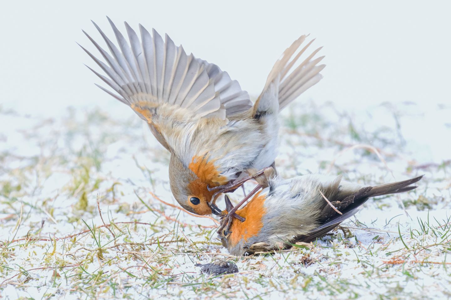 Schottland, Vereinigtes Königreich: Rotkehlchen (Erithacus rubecula) werden im Frühjahr zu erbitterten Rivalen, wenn es um Territorien und Weibchen geht. Die Fotografin Jane Hope hielt einen Zweikampf im Schnee fest