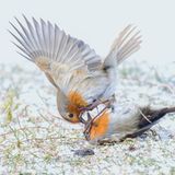 Schottland, Vereinigtes Königreich: Rotkehlchen (Erithacus rubecula) werden im Frühjahr zu erbitterten Rivalen, wenn es um Territorien und Weibchen geht. Die Fotografin Jane Hope hielt einen Zweikampf im Schnee fest