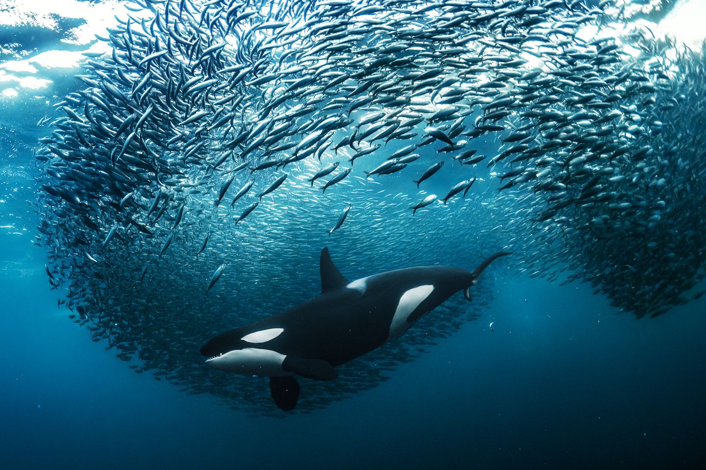 Jeden Winter wandern riesige Heringsschwärme vom offenen Meer in die Fjorde Nordnorwegens und locken Orcas und Buckelwale in großer Zahl an. Diese dynamische Aufnahme eines jagenden Schwertwals gelang Andy Schmid aus der Schweiz in Skjervøy, Norwegen