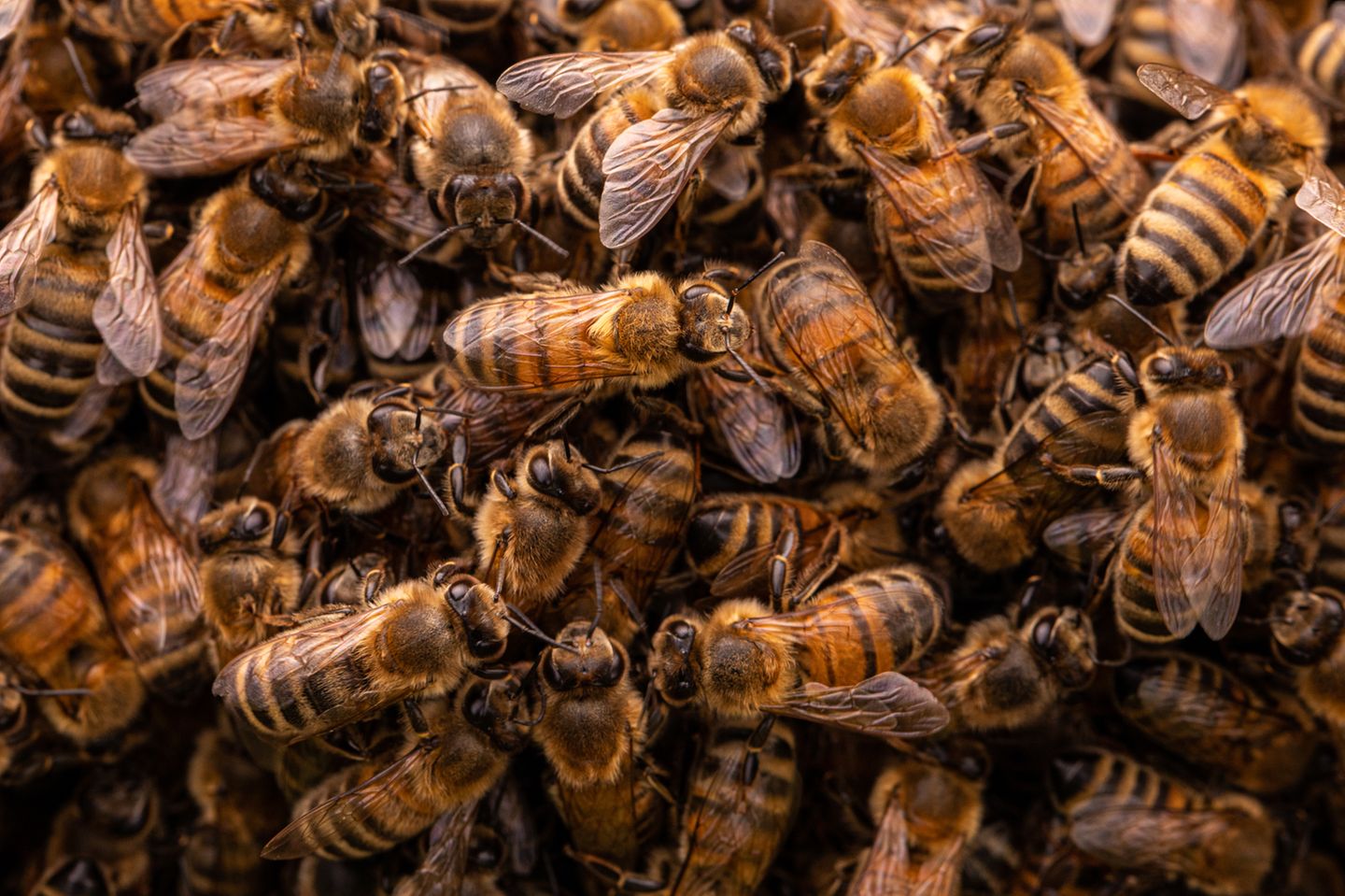In der Kategorie "unter 17 Jahren" siegte Lucy Monckton aus dem Vereinigten Königreich. Sie dokumentierte einen Bienenschwarm, der sich mit seiner Königin auf einem Ast niedergelassen hatte