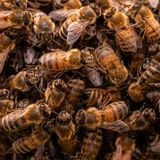 In der Kategorie "unter 17 Jahren" siegte Lucy Monckton aus dem Vereinigten Königreich. Sie dokumentierte einen Bienenschwarm, der sich mit seiner Königin auf einem Ast niedergelassen hatte