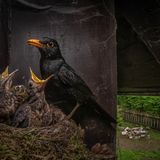 Einblick in die Kinderstube eines Vogels: Mit einem Fernauslöser gelang dem slowakischen Fotografen Igor Mikula diese Aufnahme einer fütternden Amsel (Turdus merula)