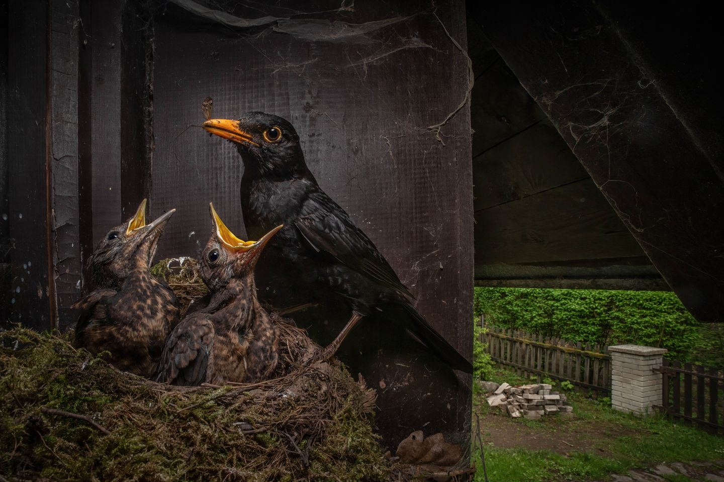 Einblick in die Kinderstube eines Vogels: Mit einem Fernauslöser gelang dem slowakischen Fotografen Igor Mikula diese Aufnahme einer fütternden Amsel (Turdus merula)