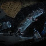 Ein weiteres Foto von Florian Smit: eine Wanderratte in einem verlassenen Haus, beleuchtet mit drei Blitzgeräten. Das Auslösen übernahm ein Bewegungssensor