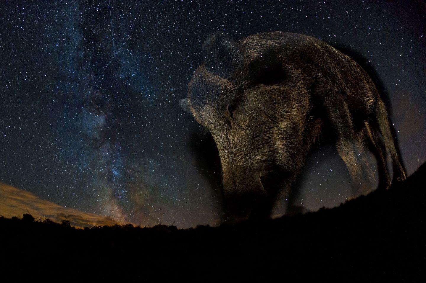 Dieses Bild eines Wildschweins nahm der ungarische Fotograf Bence Mate mit einer ferngesteuerten Kamera auf. "Es war ein Glücksfall, dass sich das Wildschwein im Moment der Aufnahme nicht bewegte", berichtet Mate. Ein weiterer Glücksfall: Die Milchstraße steht in Ungarn nur an wenigen Tagen im Jahr, im August, so tief am Himmel, dass sie den Horizont berührt