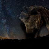 Dieses Bild eines Wildschweins nahm der ungarische Fotograf Bence Mate mit einer ferngesteuerten Kamera auf. "Es war ein Glücksfall, dass sich das Wildschwein im Moment der Aufnahme nicht bewegte", berichtet Mate. Ein weiterer Glücksfall: Die Milchstraße steht in Ungarn nur an wenigen Tagen im Jahr, im August, so tief am Himmel, dass sie den Horizont berührt