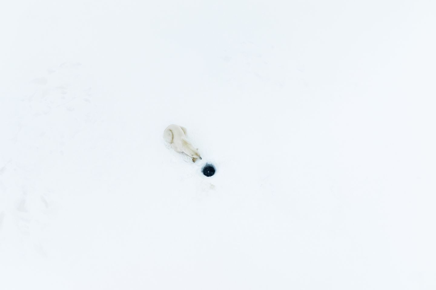 Auf Svalbard, Norwegen, fotografierte der Franzose Florian Ledoux diesen Eisbären bei der Jagd. Das Loch im Eis ist das Atemloch von Robben, die unter dem Eis jagen. Das nächste Luftholen kann ihnen zum Verhängnis werden